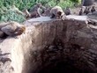 Dẹp qua ân oán, đàn khỉ góp phần cứu sống báo hoa mai một mạng