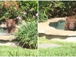 Đói thì ăn, khát thì uống rượu, mệt thì ngủ, hãy hưởng thụ Kl993 Đăng nhập Giải trí như một chú gấu