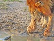 Chú rùa nhỏ đuổi cặp sư tử khỏi lãnh thổ