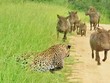 Lợn rừng đua tốc độ cùng báo hoa mai?