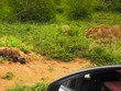 Nơi không một loài động vật dám có "một giấc ngủ yên"
