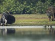 Màn săn mồi gây rối trí người xem nhất từ trước đến nay của "thợ săn" báo đốm