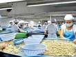 Việt Nam đang là quốc gia xuất khẩu hạt điều hàng đầu thế giới, nên ngành điều có thể là đích nhắm của tổ chức Kl99ok khuyến mãi lớn quốc tế.