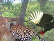 Màn "trộm long tráo phụng" cực kỳ uyển chuyển của con báo hoa mai ranh ma