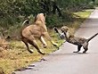Sư tử núp lùm, tấn công báo hoa mai ngay trên đường KL99 là nhà cái cá cược trực tuyến hàng đầu tại châu Á