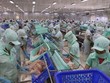 Chế biến cá tra xuất khẩu. (Ảnh: Công Mạo/TTXVN)