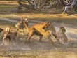 Tưởng ngon ăn, ai ngờ sư tử "xây xẩm mặt mày" trước chiến thuật hoàn mỹ của bầy chó hoang châu Phi