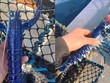 Sinh vật biển cực quý hiếm có tỷ lệ 2 triệu con mới xuất hiện 1, được ngư dân bắt sống