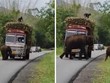 Lý do đằng sau quyết định chặn chiếc xe tải của 2 mẹ con nhà voi khiến ai cũng phải bật cười