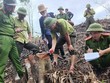 Lực lượng chức năng tiến hành đo đếm những cây gỗ rừng tự nhiên bị chặt hạ. (Nguồn: thanhnien.vn).