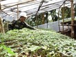 Kon Tum tìm cách “cứu” cây sâm Ngọc Linh bị chết