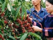 Kon Tum hình thành vùng Kl994 nhà cái bóng đá world cup chuyên canh cà phê Robusta