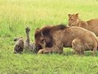 Cả đời khôn khéo, chỉ vì một sai lầm mà báo hoa mai phải trả giá bằng chính mạng sống của mình