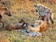 Tập tính kỳ dị của bầy linh cẩu: Lăn qua lăn lại trên xác một con báo