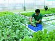 Nhu cầu tiêu dùng thực phẩm hữu cơ đang có xu hướng tăng cao và vượt quá nguồn cung.