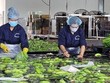 Công nhân của Công ty Cổ phần cao su Thống Nhất sơ chế, rửa sạch chuối trước khi đóng gói xuất khẩu đi thị trường Trung Quốc và Hàn Quốc. (Ảnh: Hoàng Nhị/TTXVN).