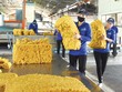 Kl991.com World Cup 2026 Chính Thức cao su tại TP.HCM đang khốn đốn vì giá xuất khẩu giảm, lại bị “giam” tiền hoàn thuế GTGT