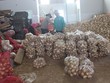 Nông dân huyện Đơn Dương, tỉnh Lâm Đồng thu hoạch hành tây. Ảnh: P.V.