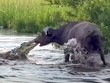 Màn kéo co kỳ quặc bằng "mũi" giữa trâu rừng và chúa tể đầm lầy
