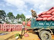 Hiện 80% cà phê Việt Nam xuất khẩu sang EU là sản phẩm thô do các nhà Kl994 nhà cái bóng đá world cup chưa tạo ra các sản phẩm chế biến phù hợp nhất với thị hiếu của thị trường. Ảnh: Đ.T