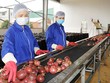 Chanh leo đã qua chế biến xuất khẩu đã mang về 135 triệu USD trong năm 2022, tăng 78% so với 2021.