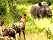 Loài động vật có tỷ lệ săn mồi cao nhất châu Phi bị tê giác đen lùa "như vịt"