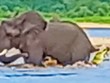 Cá sấu đói quá hóa liều, tấn công cả voi rừng châu Phi