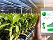 Chuyển đổi số giúp nông nghiệp mở thị trường xuất khẩu