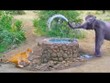 Bị "ú òa" hết hồn, voi rừng châu Phi thi triển tuyệt chiêu tối thượng đẩy lui cả vua sư tử