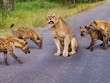 Sa cơ, Vua sư tử rơi vào giữa vòng vây của kẻ thù truyền kiếp