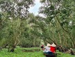 Rừng tràm Trà Sư (huyện Tịnh Biên, tỉnh An Giang) là một trong những điểm tham quan du lịch nổi tiếng của vùng Đồng bằng sông Cửu Long.
