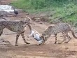 Mãn nhãn trước màn đua tốc độ và hạ gục con mồi cực kỳ ấn tượng của hai "báo thủ"