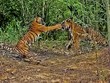 Bảo vệ đàn con, hổ cái sẵn sàng "choảng" luôn cả hổ đực