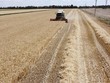 Thu hoạch lúa mỳ tại Mykolaiv (Ukraine). (Ảnh: AFP/TTXVN)