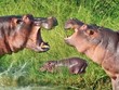 Hà mã đánh nhau "long trời lở đất" trong cuộc chiến sinh tồn, bảo vệ con cái