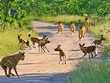 "Mưu hèn kế bẩn" như linh cẩu, mượn sức của vua sư tử để tiêu diệt kẻ thù