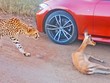 Bị báo săn truy đuổi, linh dương gục ngã giữa đoàn xe của khách du lịch