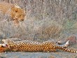 Báo hoa mai "làm thịt" báo săn
