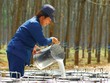 Nhu cầu tiêu thụ cao su được kỳ vọng sẽ tăng trong nửa cuối năm 2023.