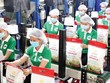 Giá gạo xuất khẩu đang ở vùng đỉnh hơn 2 năm qua