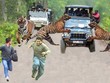 Khách du lịch cố tình quay chụp một chú hổ bengal "hướng nội" và cái kết kinh hoàng sau đó
