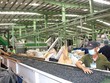 Chính sách về trách nhiệm tái chế để giảm gánh nặng ngân sách chi cho xử lý chất thải rắn sinh hoạt.