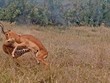 Chiến thuật nằm im chờ "tình yêu" tới của báo hoa mai
