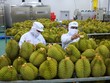 Nửa đầu năm 2023, Trung Quốc đã chi 835 triệu USD mua sầu riêng Việt Nam.