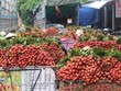 Liên kết 4 nhà, liên kết vùng miền: Có phải vẫn đẩy việc khó cho nông dân?