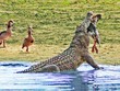 Đang tung tăng bơi lội, ngỗng Ai Cập bỗng nhiên bị cá sấu sông Nile "hóa kiếp"