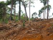 Công ty cổ phần Cao su Bảo Lâm phải giải trình việc mất 85,37 ha rừng