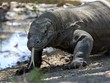Tốc độ "khủng khiếp" của rồng Komodo khi truy đuổi con mồi