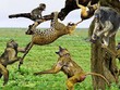 Ảo tưởng sức mạnh, chú báo hoa mai suýt phải trả giá đắt