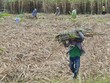 Ngành mía đường Việt Nam đang hưởng lợi từ giá đường duy trì ở mức cao.